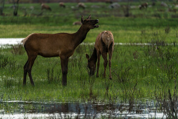 Elk Grazing in The Colorado River
