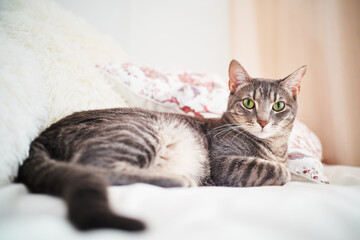 Portrait of young female cat lying on comfy sofa looking at camera