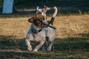 The dog runs with a stick in its teeth. Beagle dog
