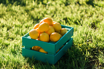 Bright yellow ripe juicy lemons in box on the grass in garden. Concept of harvesting own vegetable...