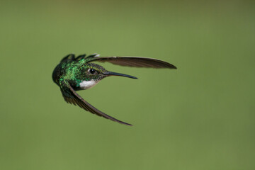 colibri