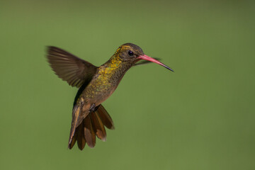 colibri