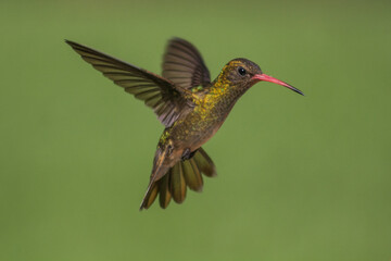 colibri