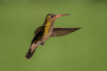 Fototapeta na wymiar colibri