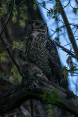 Mother Owl Bringing Food to Her Nest