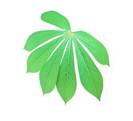Isolated cassava or tapioca leaf with clipping paths.