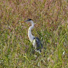 Side angle of a Great Blue Heron, scientific name “Ardea Herodias”  looking forward.