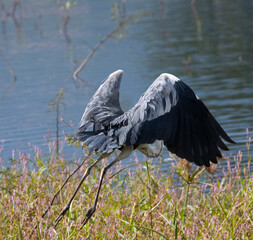 Angle from behind of a Great Blue Heron, scientific name “Ardea Herodias” in one of its different flight phases.
