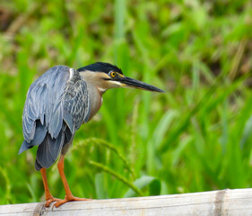 Side angle view of a Striped Heron, scientific name “Butorides Striata” with beautiful eyes. 