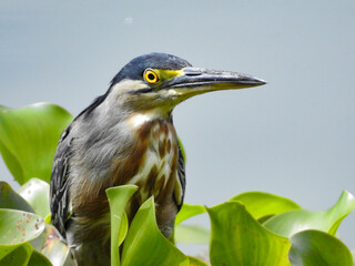 Close angle of a Striated Heron, scientific name “Butorides Striata” with beautiful eyes. 