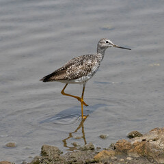 Side angle of a Dunlin, scientific name “Calidris Alpina” always on the shores of lakes and rivers. 