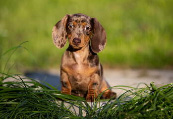 Dogs dachshunds puppy green grass,  dog portrait