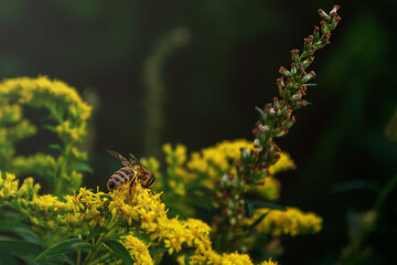 bee on a yellow flower general plan