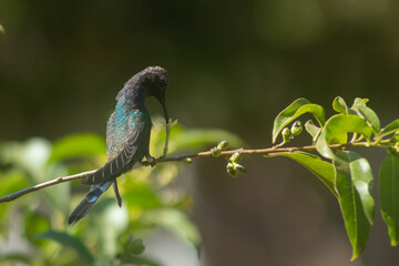 Hummingbird feeding, Swallow-tailed hummingbird, Eupetomena macroura