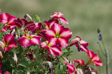 Obraz premium Petunias Blooming in a Pot