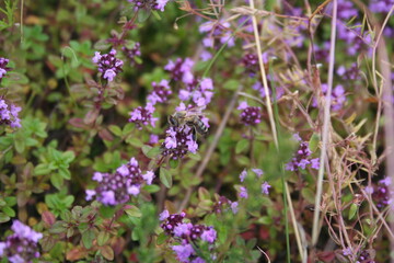 The bee collects thyme pollen