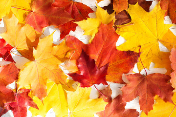 Naklejka na ściany i meble Autumn background with colorful bright leaves