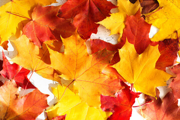 Naklejka na ściany i meble Autumn background with colorful bright leaves