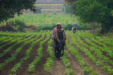 Farmers work on a field using a manual plow on horse-drawn Closeup shot of Hispanic farmers with a...