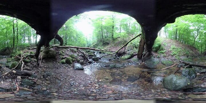Umgefallener Baumstamm in der Kaskadenschlucht, 360 Grad Video