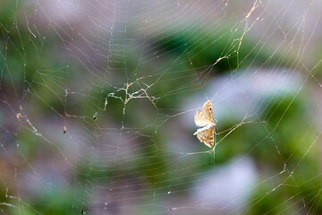 selective focus on a moth caught in a spider's web