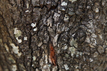 bark of a tree