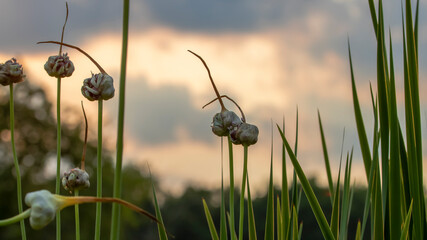 Fototapeta premium Close up shot of Garlic flower plant against sunset