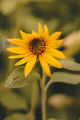 yellow flower in the garden