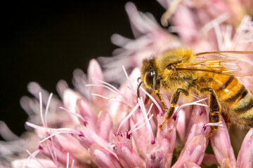 Close up shot of honey bee on a pink flower