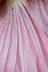 Close up shot of Hollyhock flower petal detailsClose up shot of Hollyhock flower petal details