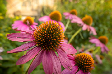Wide angle macro shot of pink coneflowers