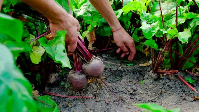 Harvest beets in the garden in the hands of a male farmer. Selective focus.