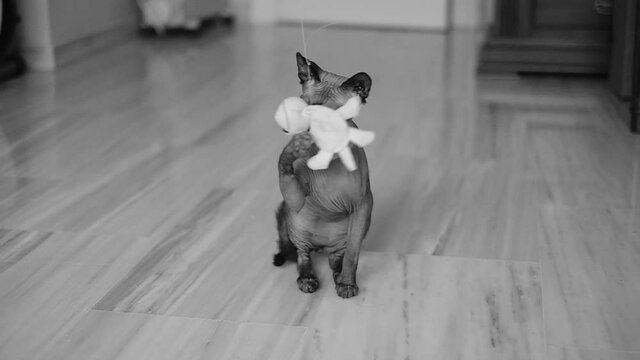 Egyptian cat (Sphynx cat) playing with a stuffed turtle, ultra slow motion 120fps black and white