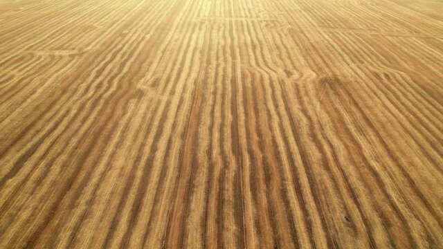 Fly over the field after harvest. Incredible landscapes and textures. The dug-up strips left by the combines form geometric lines stretching parallel to each other to the horizon