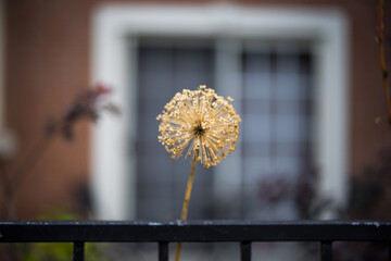 Allium Ornamental Onion Behind Black Garden Fence