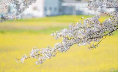 sakura