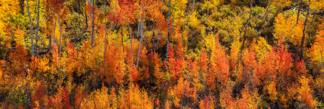 Panoramic View Of Colorful Aspen And Cotton Wood Trees During Autumn Time In San Juan Mountains , Colorado