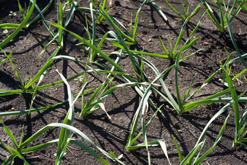 Beds with young onions, rows of green onions, green onions in the ground. High quality photo