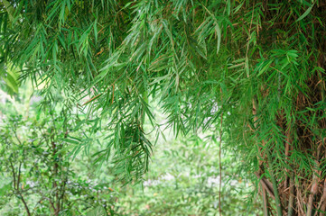 Grove bamboo with green leaves natural background