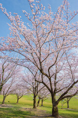 春の公園の風景