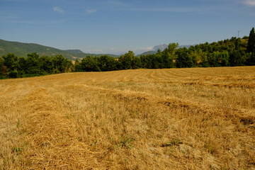Obraz premium a large wheat field has been harvested