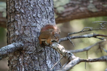squirrel on a tree