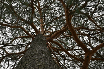 branches of pine