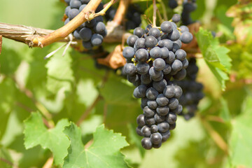 details of bunches of grapes just at the vine with the background of the vineyard row