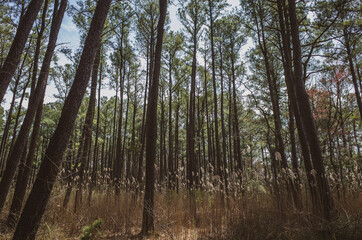 Obraz premium trees in the forest