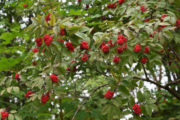 red berries on a tree