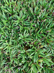 Tradescantia or Moses-in-the-cradle herb in top view. Decorative ground Cover texture Tile. Plants leaves from top view. Background of decorative colorful herb or plant.