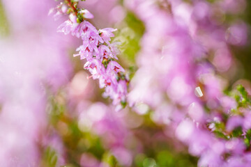 Heather flower field. Calluna vulgaris. Small pink, lilac, Natural violet flowers. soft focus.