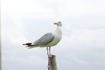 Obraz premium Möve auf Pfosten