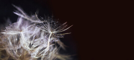 macro photography of a dandelion, a dandelion with a close-up plan